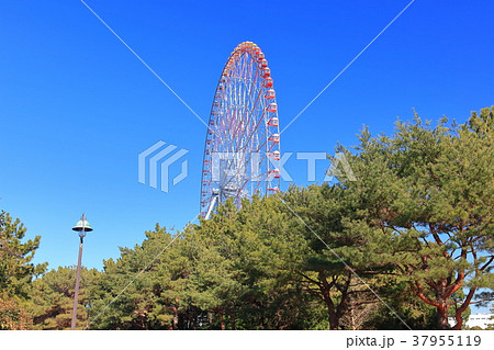 葛西臨海公園の花の大観覧車の写真素材 葛西臨海公園の花の大観覧車の写真素材