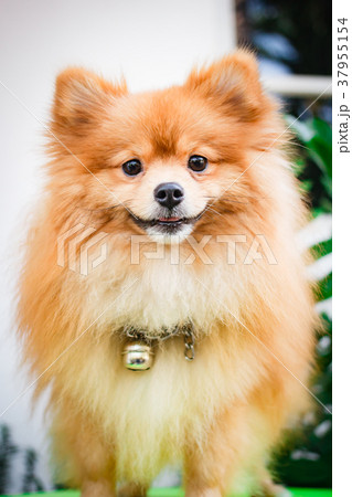 Cute pomeranian dog, puppy. Cute pomeranian dog, puppy. 37955154