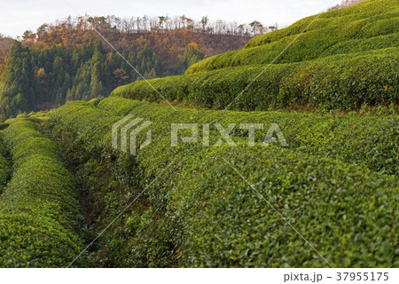 田畑 緑茶畑 宝城郡 37955175