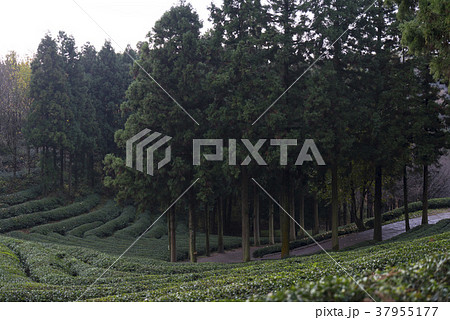 田畑 緑茶畑 山 37955177