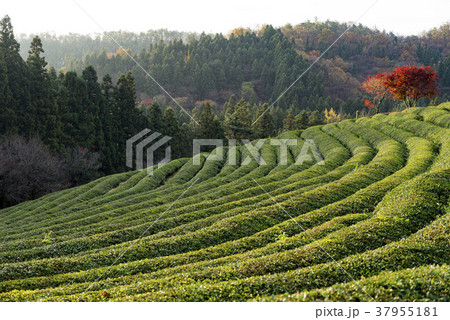 田畑 緑茶畑 宝城郡 37955181