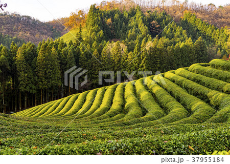全羅南道 緑茶畑 宝城郡 37955184