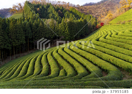 全羅南道 緑茶畑 宝城郡 37955185