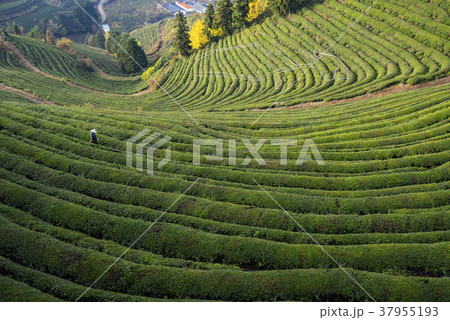 全羅南道 緑茶畑 宝城郡 37955193