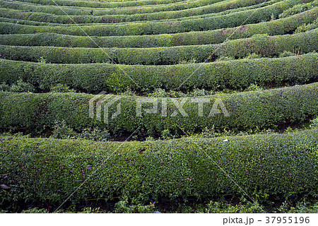 全羅南道 緑茶畑 宝城郡 37955196