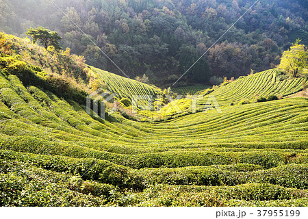 全羅南道 緑茶畑 宝城郡 37955199