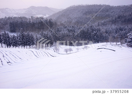 田畑 緑茶畑 山 37955208