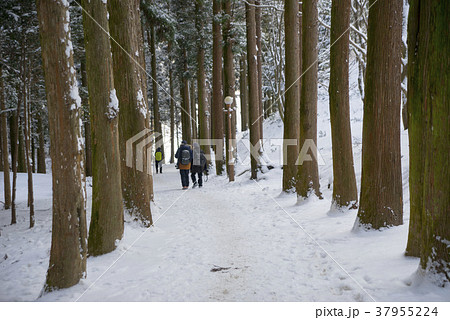 全羅南道 緑茶畑 山 37955224