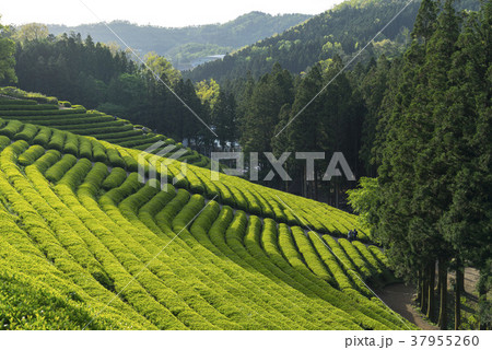 全羅南道 緑茶畑 山 37955260