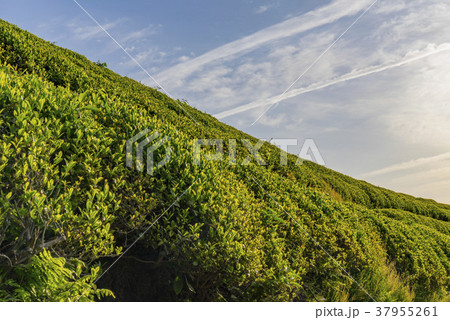 田畑 緑茶畑 空 37955261