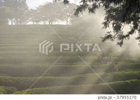 田畑 緑茶畑 田舎 37955270