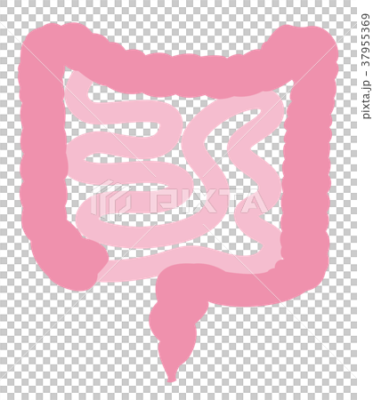 大腸　小腸 37955369