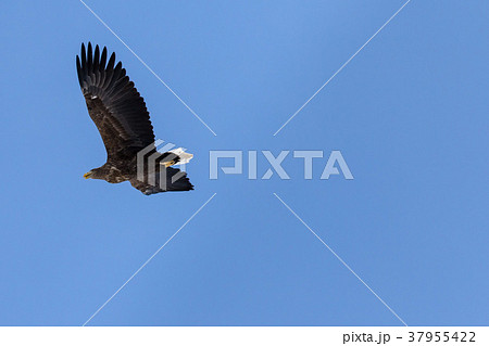青空を飛ぶオジロワシ 青空を飛ぶオジロワシ 37955422