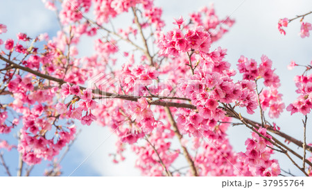 Pink cherry blossom (sakura) in a garden. Pink cherry blossom (sakura) in a garden. 37955764