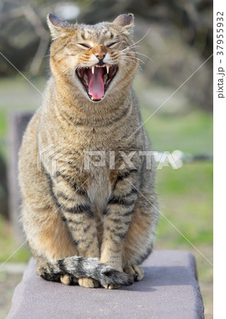 大あくびする野良猫 大あくびする野良猫 37955932