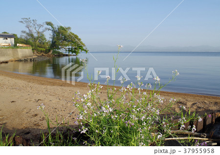 湖畔の花と湖の景色 37955958