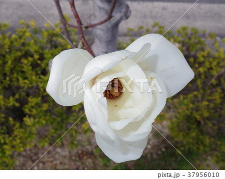 白木蓮の花 37956010