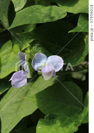 シカクマメの花 シカクマメの花 37956018