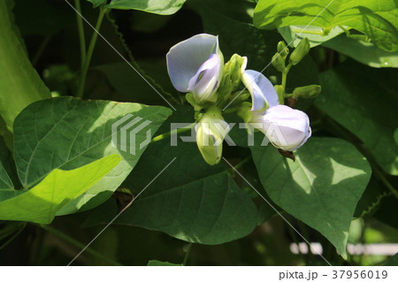 シカクマメの花 シカクマメの花 37956019