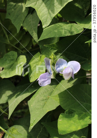 シカクマメの花 シカクマメの花 37956020
