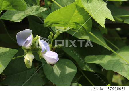 シカクマメの花 シカクマメの花 37956021