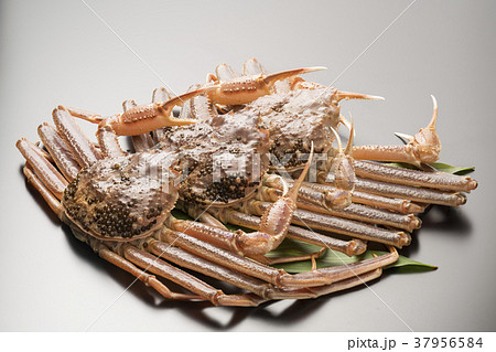 松葉ガニ 37956584