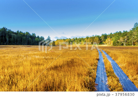 尾瀬(OzeNationalPark)_001-1 37956830