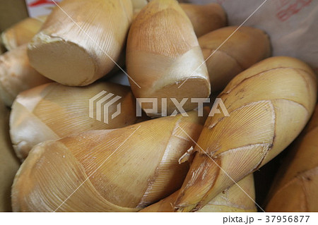 たけのこ 37956877
