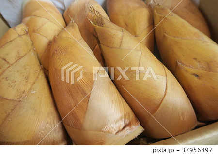 たけのこ 37956897