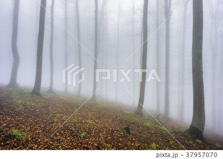 Spring beech forest 37957070