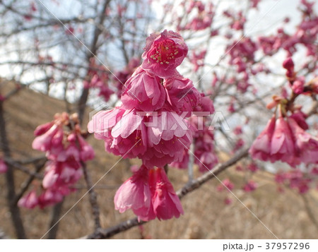 カンヒザクラ（寒緋桜） 37957296