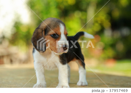 1 month beagle puppy action 1 month beagle puppy action 37957469