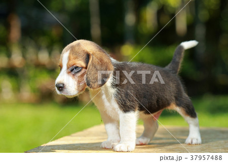 1 month beagle puppy action 1 month beagle puppy action 37957488