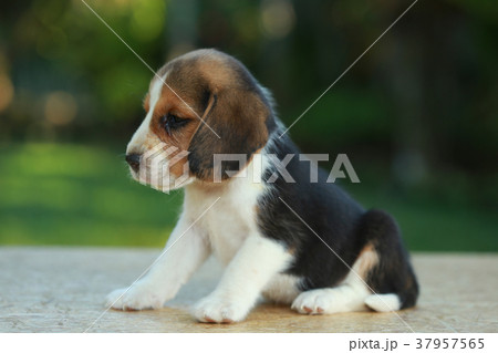 hurt beagle puppy in natural green background hurt beagle puppy in natural green background 37957565