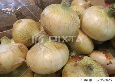 新玉ねぎ 37957625