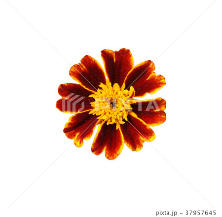Red-orange French Marigold flower isolated 37957645