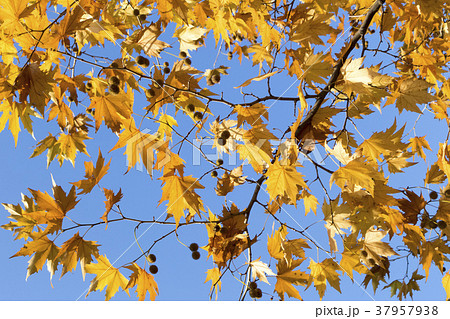 Yellow leaves on a branch of plane tree on sky 37957938