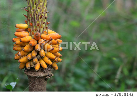 Yellow seeds and flowers of Konjac in the garden Yellow seeds and flowers of Konjac in the garden 37958142