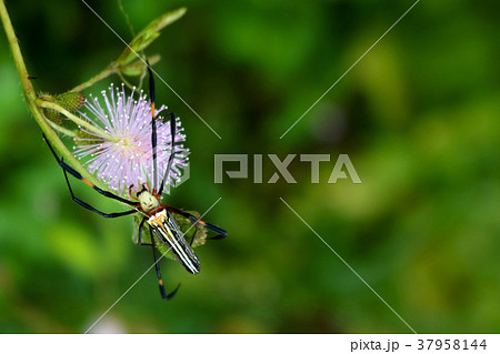 Spider osensitive or sleepy plant in the garden. Spider osensitive or sleepy plant in the garden. 37958144