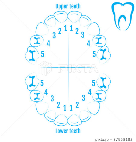 Orthodontist human tooth anatomy vector 37958182