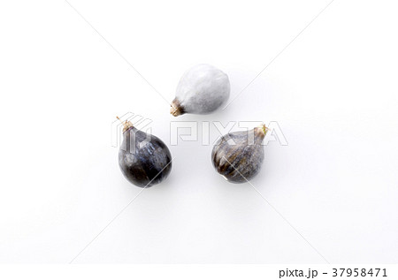 数珠玉 数珠玉 37958471