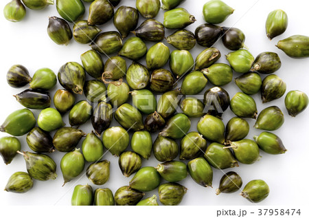 数珠玉 数珠玉 37958474