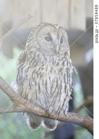 フクロウ 37958489