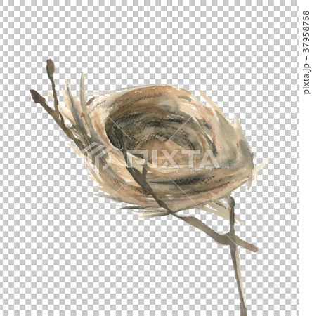 bird's Nest 37958768