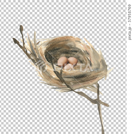 Nest and eggs 37958769