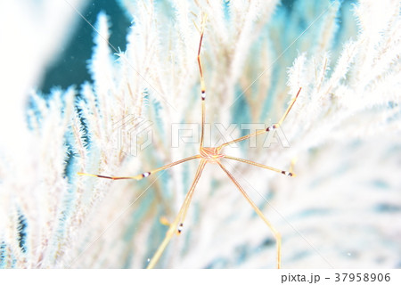 オルトマンワラエビ 37958906