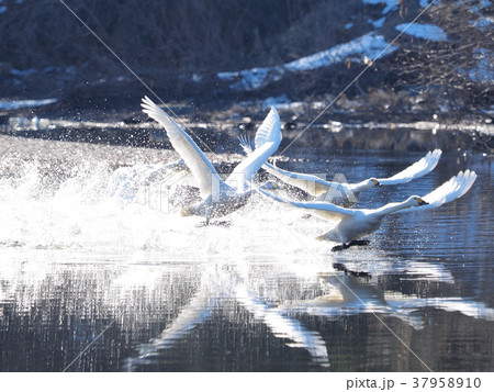 走る走るコハクチョウ 走る走るコハクチョウ 37958910