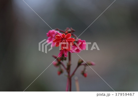 筥崎宮花庭園 37959467