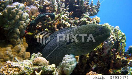 Murena on Coral Reef 37959472