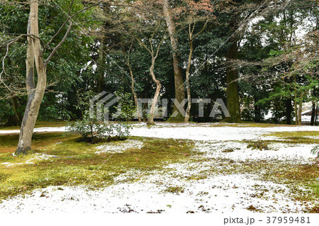 庭園の初雪 庭園の初雪 37959481